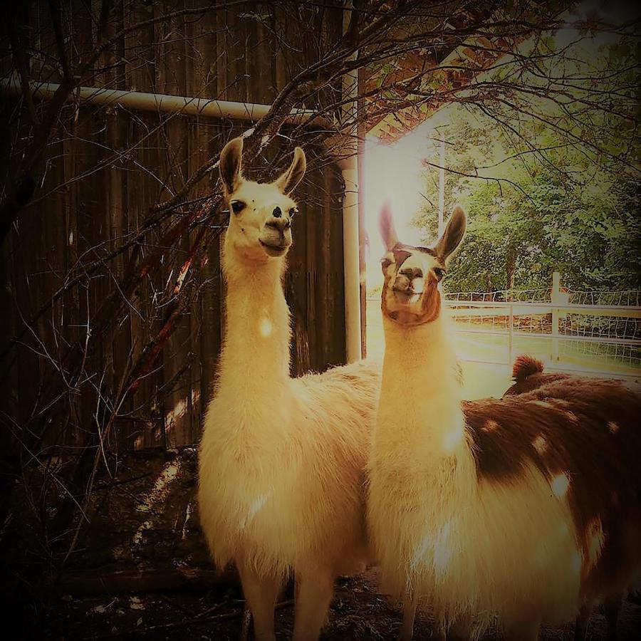 The Llama Farm France Saint-Cyr-Les-Champagnes Ngoại thất bức ảnh