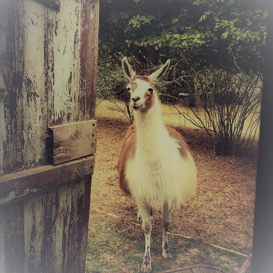 The Llama Farm France Saint-Cyr-Les-Champagnes Ngoại thất bức ảnh