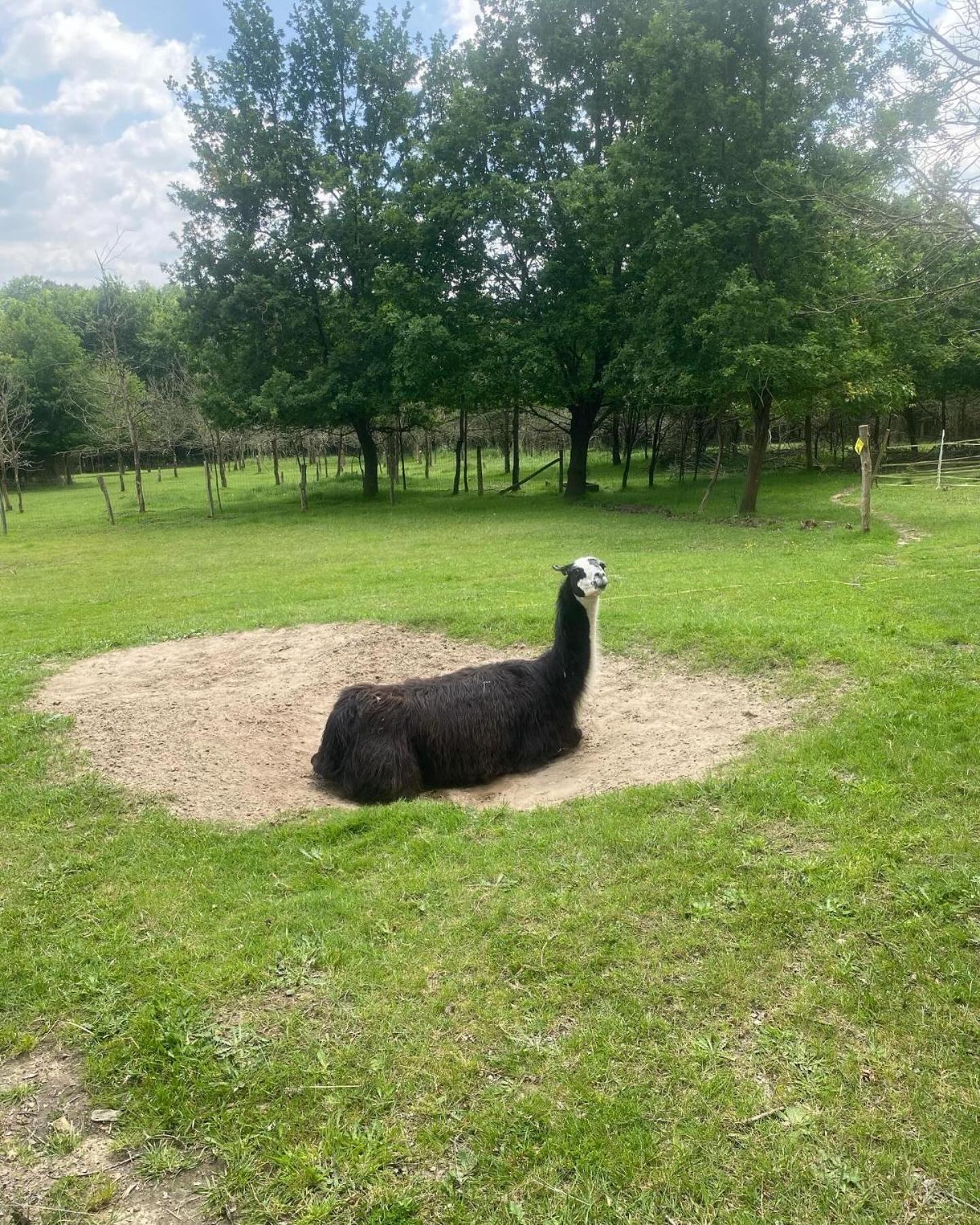 The Llama Farm France Saint-Cyr-Les-Champagnes Ngoại thất bức ảnh