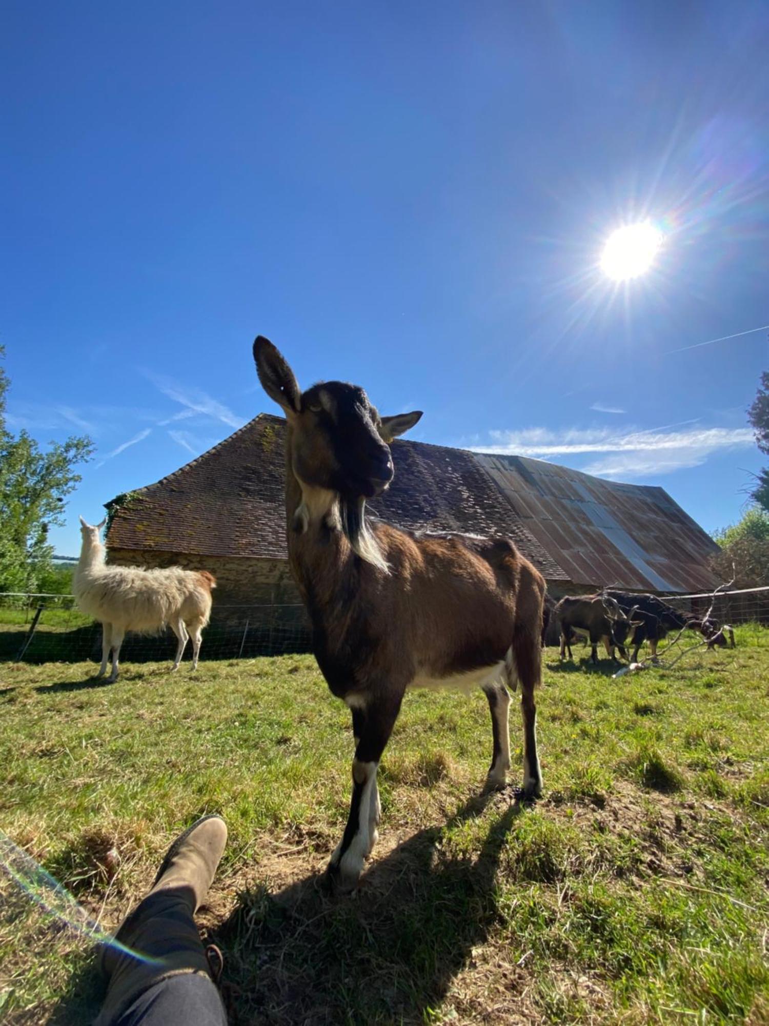 The Llama Farm France Saint-Cyr-Les-Champagnes Ngoại thất bức ảnh