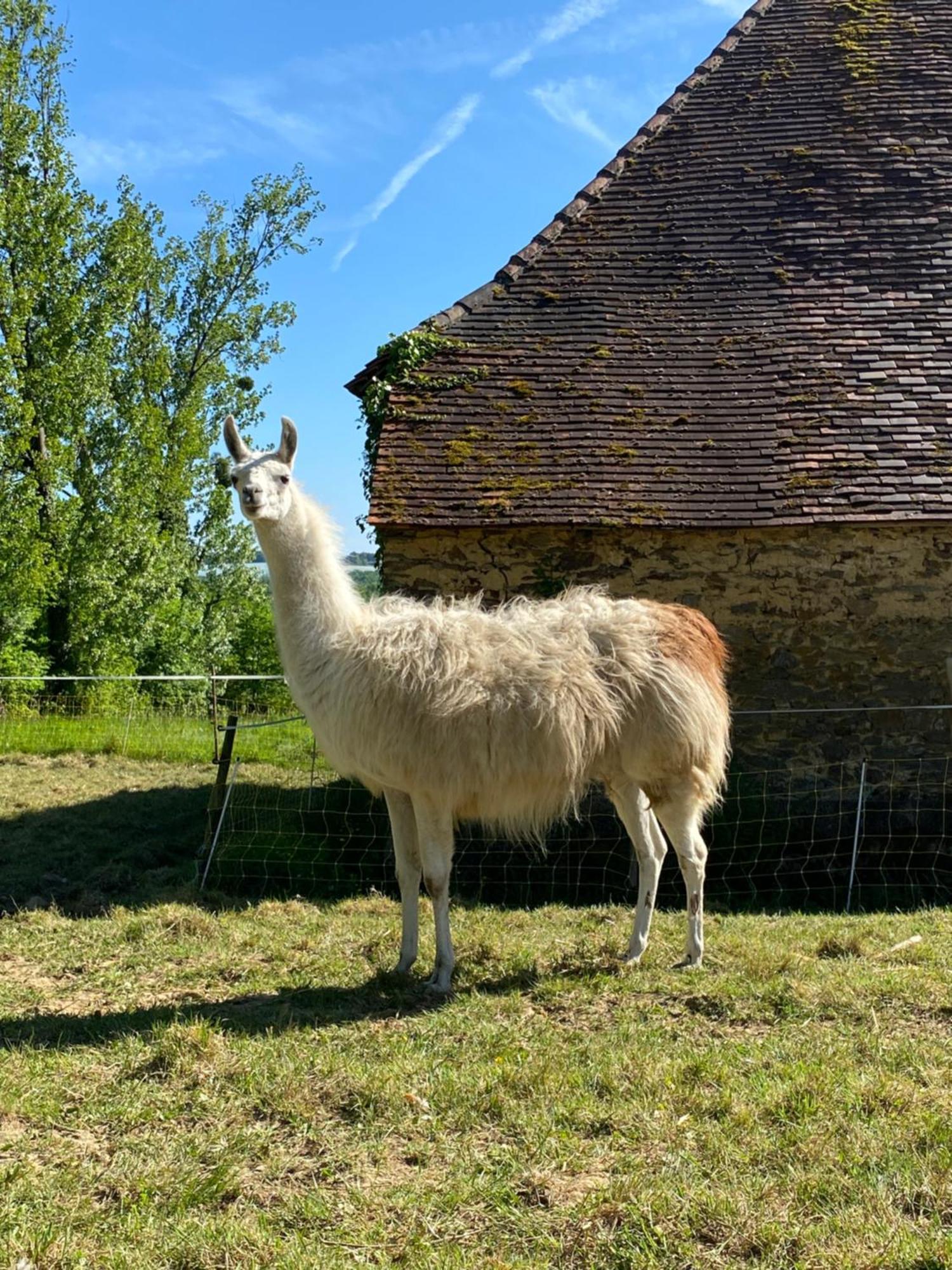 The Llama Farm France Saint-Cyr-Les-Champagnes Ngoại thất bức ảnh