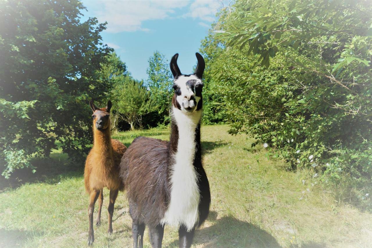 The Llama Farm France Saint-Cyr-Les-Champagnes Ngoại thất bức ảnh