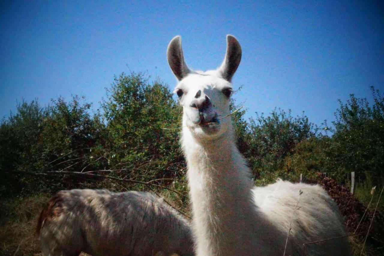The Llama Farm France Saint-Cyr-Les-Champagnes Ngoại thất bức ảnh