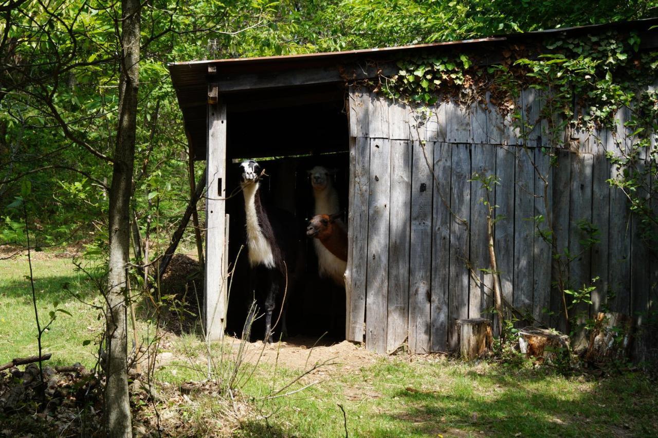 The Llama Farm France Saint-Cyr-Les-Champagnes Ngoại thất bức ảnh